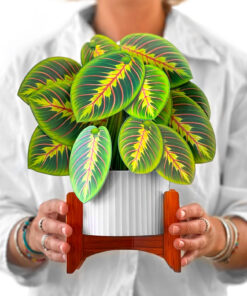 Freshcut - Prayer Plant