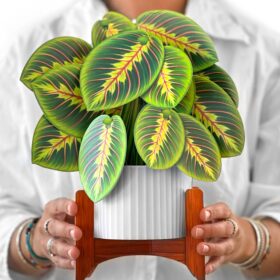 Prayer Plant - FreshCut Flowers Pop-up Card