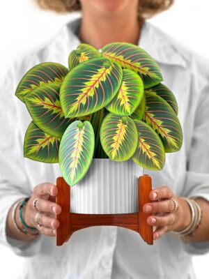 Prayer Plant - FreshCut Flowers Pop-up Card